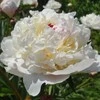 Bijūnas 'Marie Lemoine', šaknis