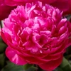 Bijūnas ‘Raudona Sarah Bernhardt’, šaknis, 10 vnt.