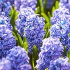 Hiacintas 'Blue Jacket’, 3 vnt.
