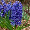 Blue Hiacintas 'Mėlyna Jacket’, 9 vnt.