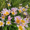 Botaninė tulpė 'Bakeri Lilac Wonder' , 50 vnt.