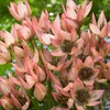 Botaninė tulpė ‘Danique', 5 vnt.