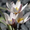 Botaninė tulpė 'Hilde', 50 vnt.