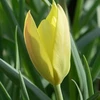 Botaninė tulpė ‘Honky Tonk’ , 10 vnt.