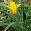 Botaninė tulpė ‘Kolpakowskiana’ , 10 vnt.
