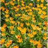 Botaninė tulpė 'Shogun', 15 vnt.
