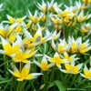 Botaninė tulpė 'Tarda', 30 vnt.