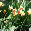 Botaninė tulpė 'Tinka', 15 vnt.