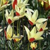 Botaninė tulpė 'Tinka', 50 vnt.