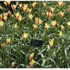 Botaninė tulpė 'Tinka', 50 vnt.