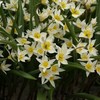 Botaninė tulpė 'Turkestanica', 50 vnt.
