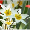 Botaninė tulpė 'Turkestanica', 50 vnt.