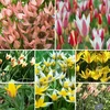 Botaninių tulpių MIX, 100 vnt.