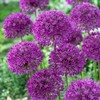 Dekoratyviniai česnakai 'Violetinė Sensation' 5 vnt.