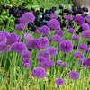 Dekoratyviniai česnakai 'Violetinė Sensation' 5 vnt.