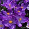 Didžiažiedžiai krokai 'Flower Record' , 50 vnt.