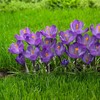 Didžiažiedžiai krokai 'Flower Record' , 500 vnt.