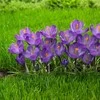 Didžiažiedžiai krokai 'Flower Record' , 50 vnt.