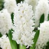 Hiacintas 'Aiolos’, 9 vnt.
