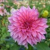 Jurginas 'Café au Lait Rose', šaknis, 1 vnt.