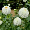 Jurginas ‘Snowflake’ (Pompon), šaknis, 1 vnt.