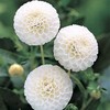 Jurginas ‘Snowflake’ (Pompon), šaknis, 1 vnt.