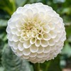 Jurginas ‘Snowflake’ (Pompon), šaknis, 1 vnt.