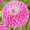 Jurginas 'Zippity Do Da' (Pompon), šaknis, 1 vnt.