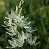 Kamasija leichtlinii 'Alba', 9 vnt.