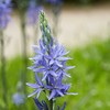Kamasija leichtlinii 'Caerulea', 3 vnt.