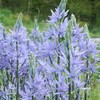 Kamasija leichtlinii 'Caerulea', 3 vnt.