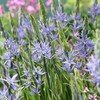 Kamasija leichtlinii 'Caerulea', 9 vnt.