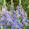Kamasija leichtlinii 'Caerulea', 9 vnt.