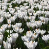 Krokai ankstyvieji 'Barr's Baltas', 50 vnt.