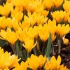 Krokai didžiažiedžiai 'Yellow' , 100 vnt.