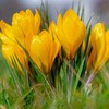 Krokai didžiažiedžiai 'Yellow' , 100 vnt.