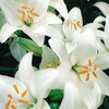 Lelija candidum (Juozapinė lelija), 1 vnt.