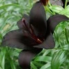Lelija 'Nightrider’, 1 vnt.
