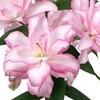 Lelija 'Roselily Anouska', 1 vnt.