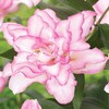 Lelija 'Roselily Anouska', 1 vnt.
