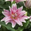 Lelija 'Roselily Anouska', 1 vnt.