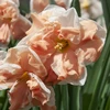 Narcizai ‘Apricot Whirl’, 15 vnt.