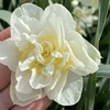 Narcizai 'Baltas Lion’, 15 vnt.