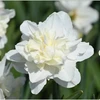 Narcizai 'Easter Born', 5 vnt.