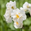 Narcizas 'Bridal Crown', 5 vnt.