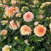 Orange Jurginas 'Oranžinis Perception’™' , šaknis, 1 vnt.