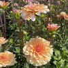 Orange Jurginas 'Oranžinis Perception’™' , šaknis, 1 vnt.