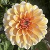Orange Jurginas 'Oranžinis Perception’™' , šaknis, 1 vnt.