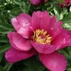 Pink Bijūnas Itoh 'Rožinė Ardour', šaknis