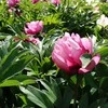 Pink Bijūnas Itoh 'Rožinė Ardour', šaknis
